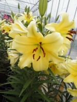 [1748 Lesotho 2N No01.JPG]